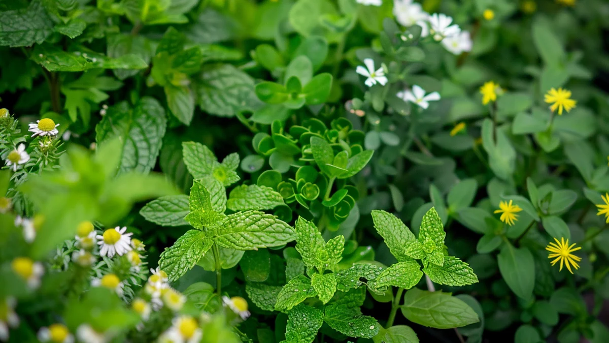 Zioła lecznicze w ogrodzie użytkowym