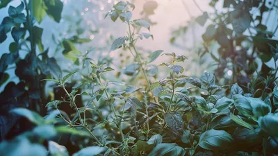 Jak założyć ogród ziołowy?