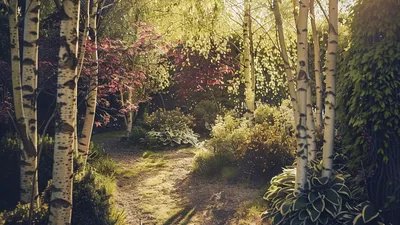 Drzewa i krzewy dla efektownych cieni