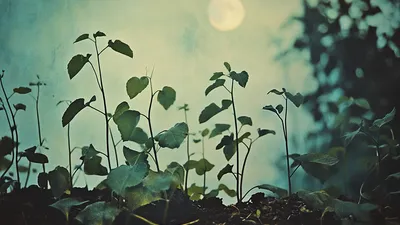 Cykl księżyca w ogrodnictwie intuicyjnym