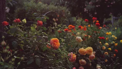 Naturalna ochrona roślin przed szkodnikami