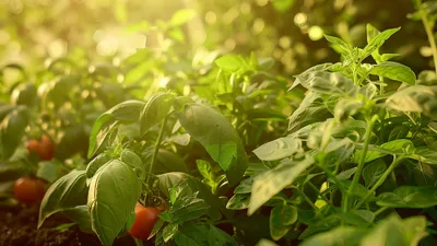 Współsadzenie roślin - tajniki udanej kooperacji